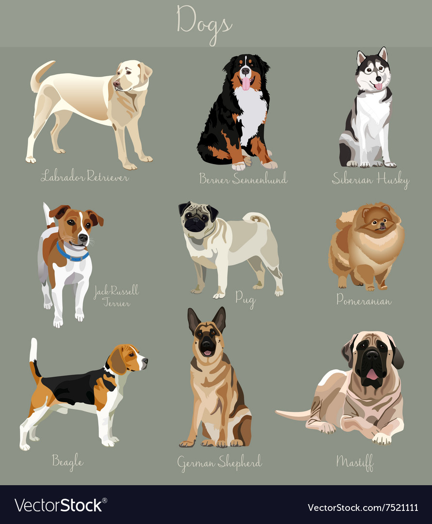 Different dog shop types images