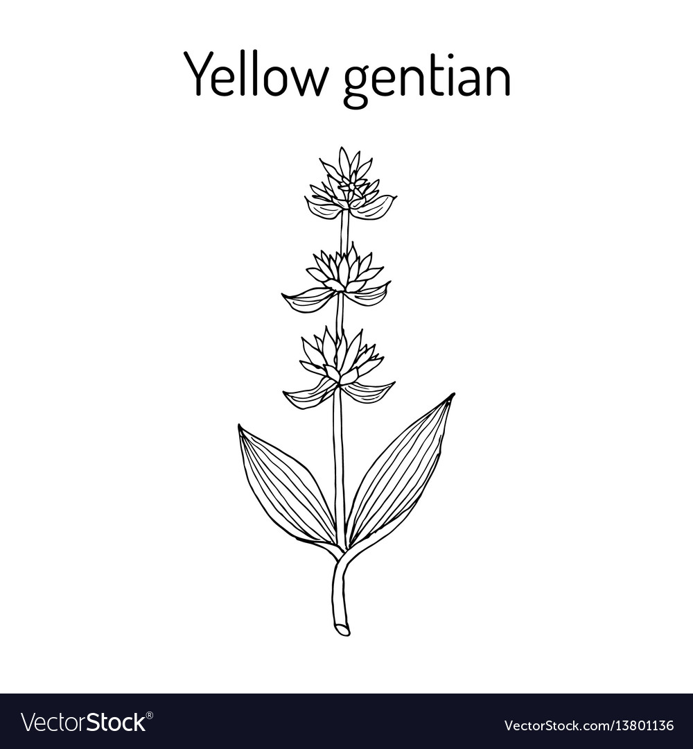 Yellow gentian gentiana lutea medicinal plant