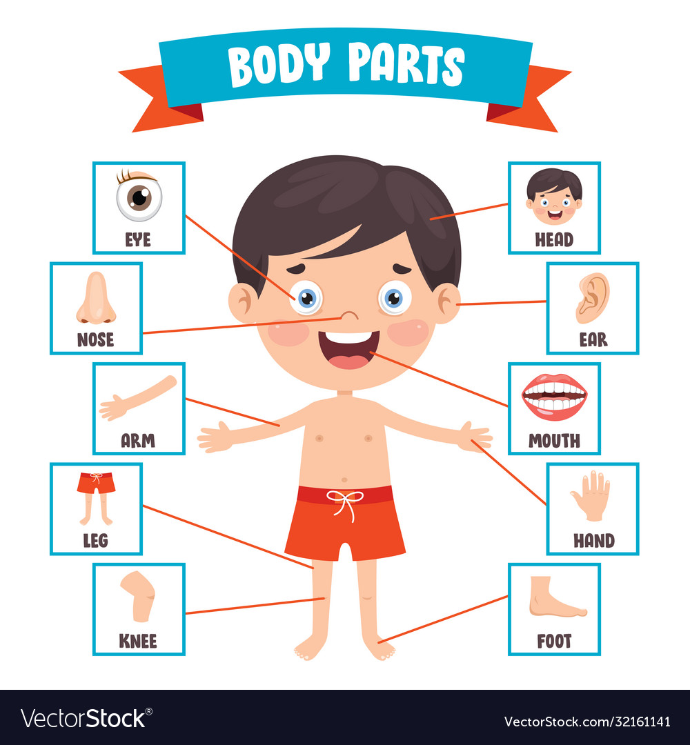 Human Body Parts Vocabulary In Spanish Vector Illustr 5661