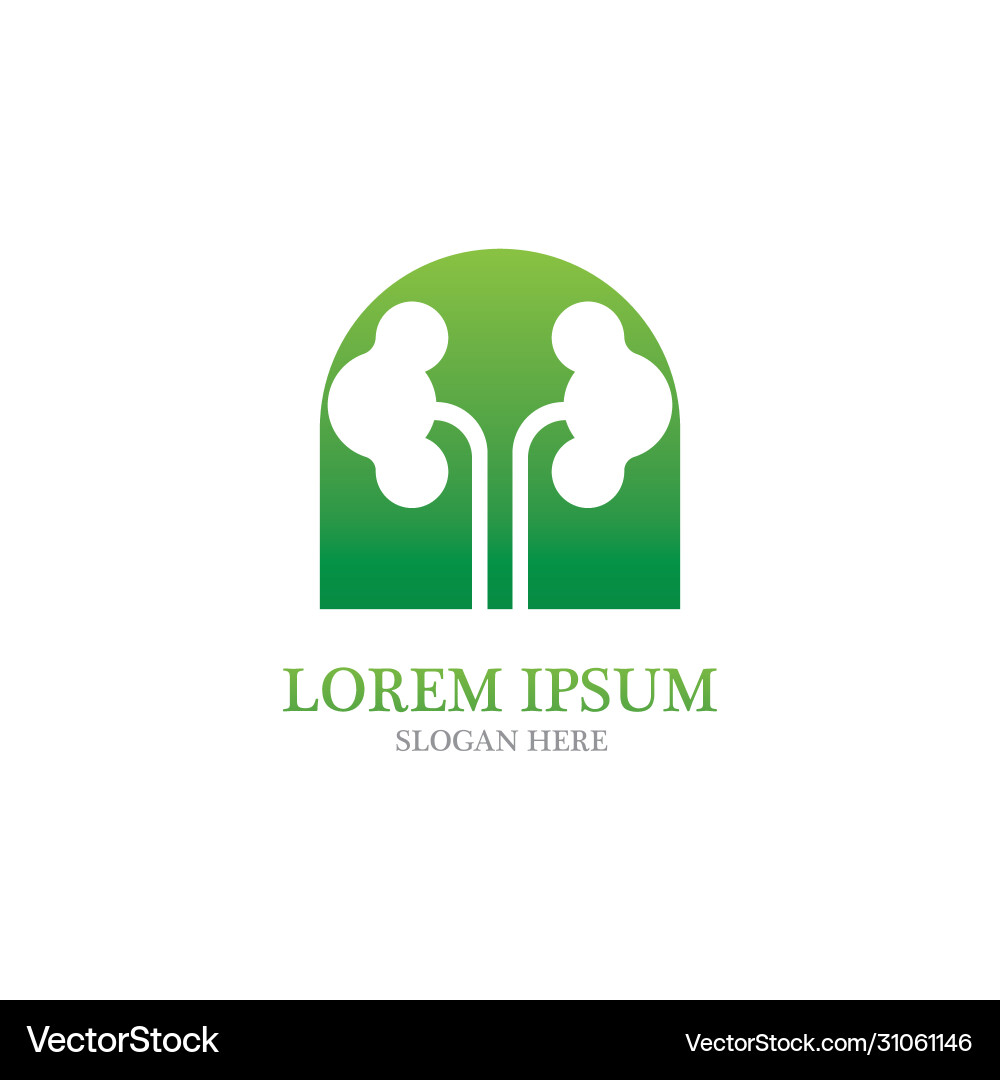Kidney Royalty Free Vector Image - VectorStock
