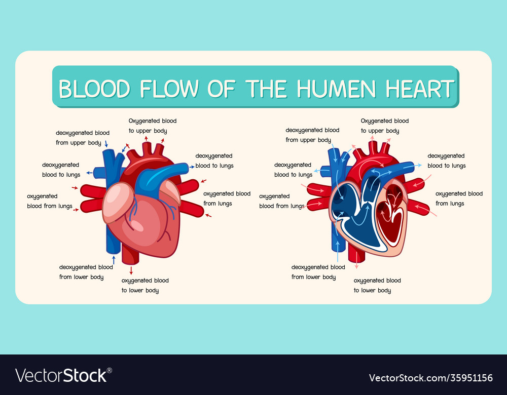 Blood flow human heart diagram Royalty Free Vector Image