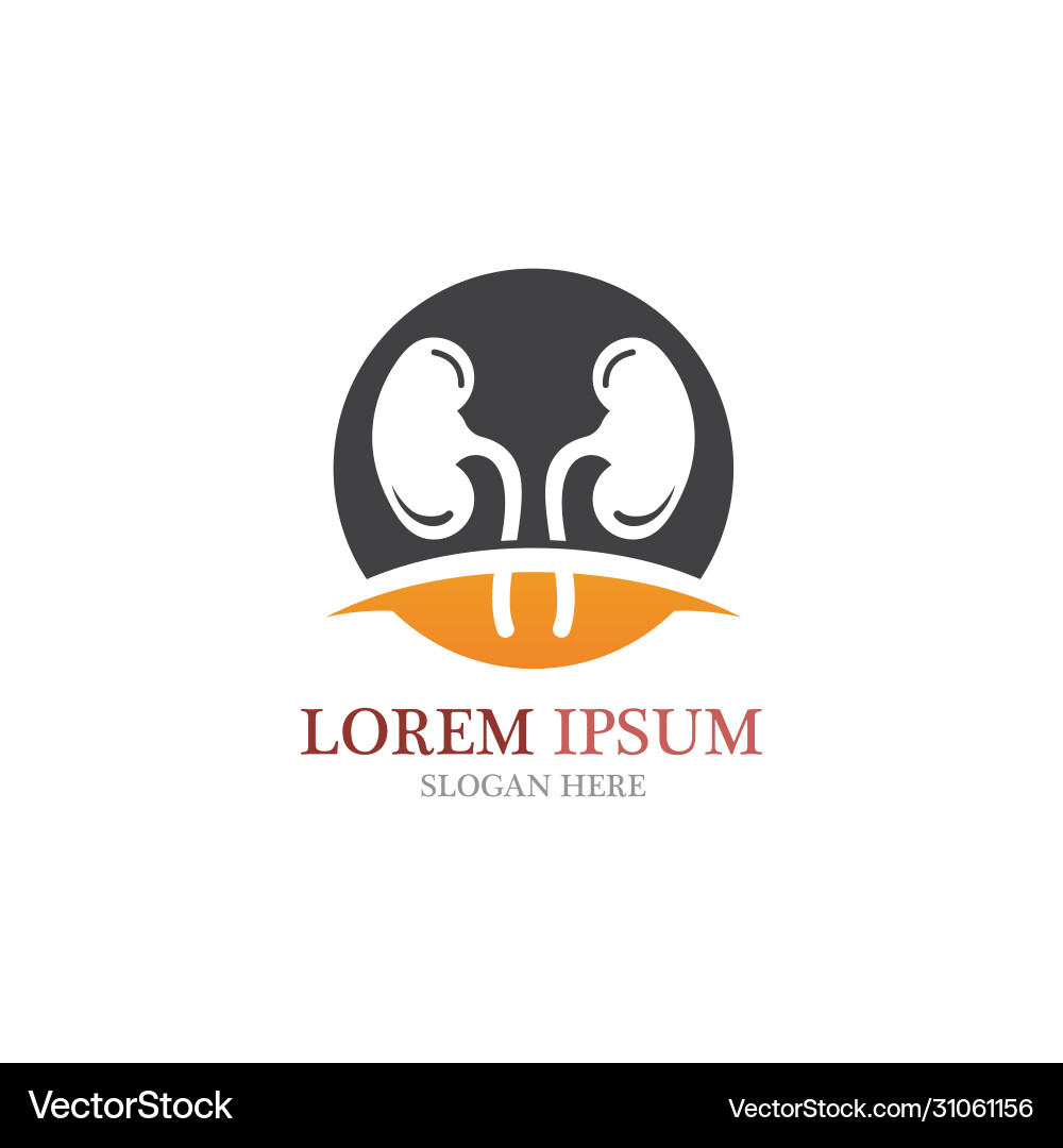 Kidney Royalty Free Vector Image - VectorStock
