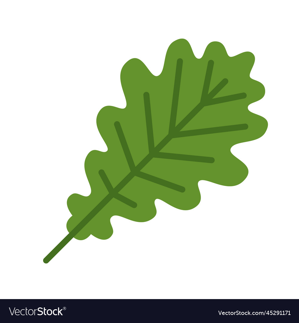 Green oak leaf isolated on white background Vector Image