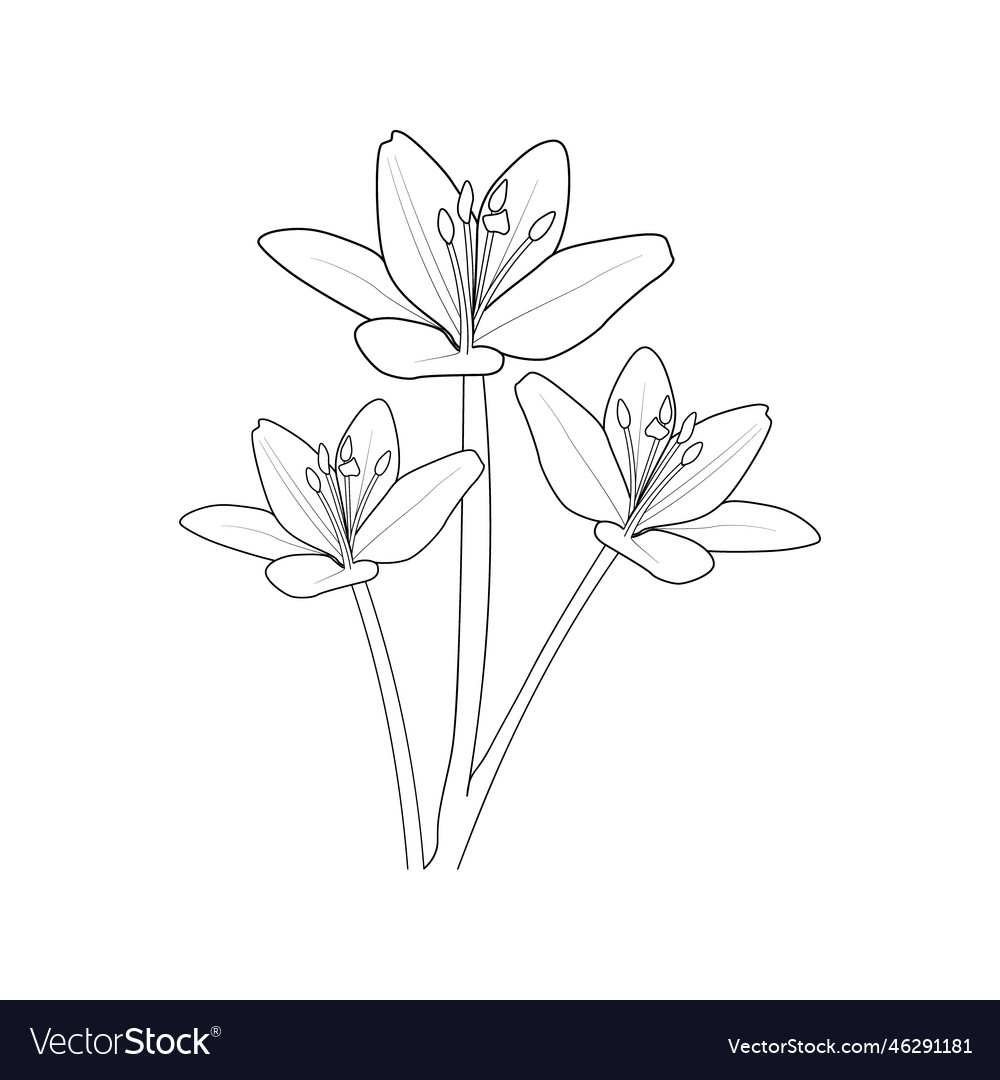 flower drawing in pencil step by step