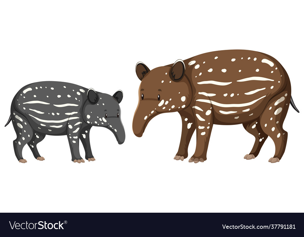 Two baby tapir wild animal on white background Vector Image Two baby tapir wild animal on white background Vector Image