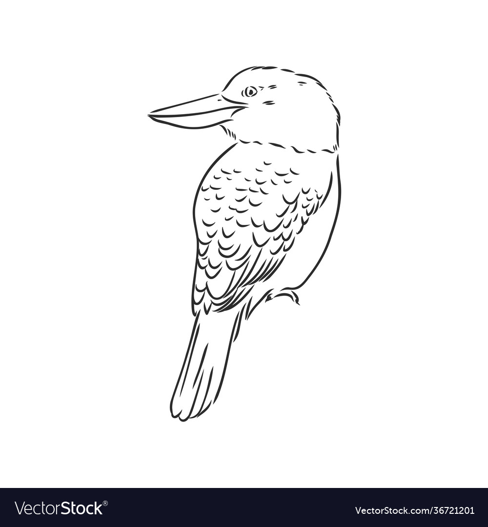 Black outlined kookaburra bird- drawing