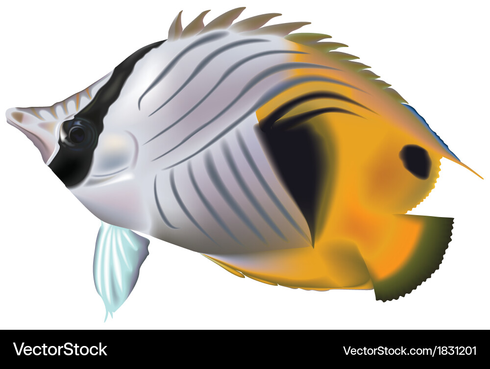 Butterflyfish Royalty Free Vector Image - VectorStock