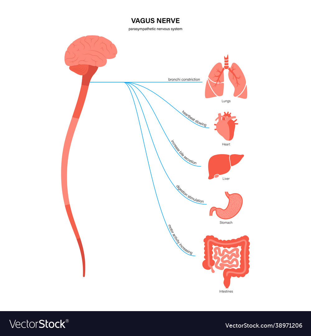 Vagus nerve diagram Royalty Free Vector Image - VectorStock