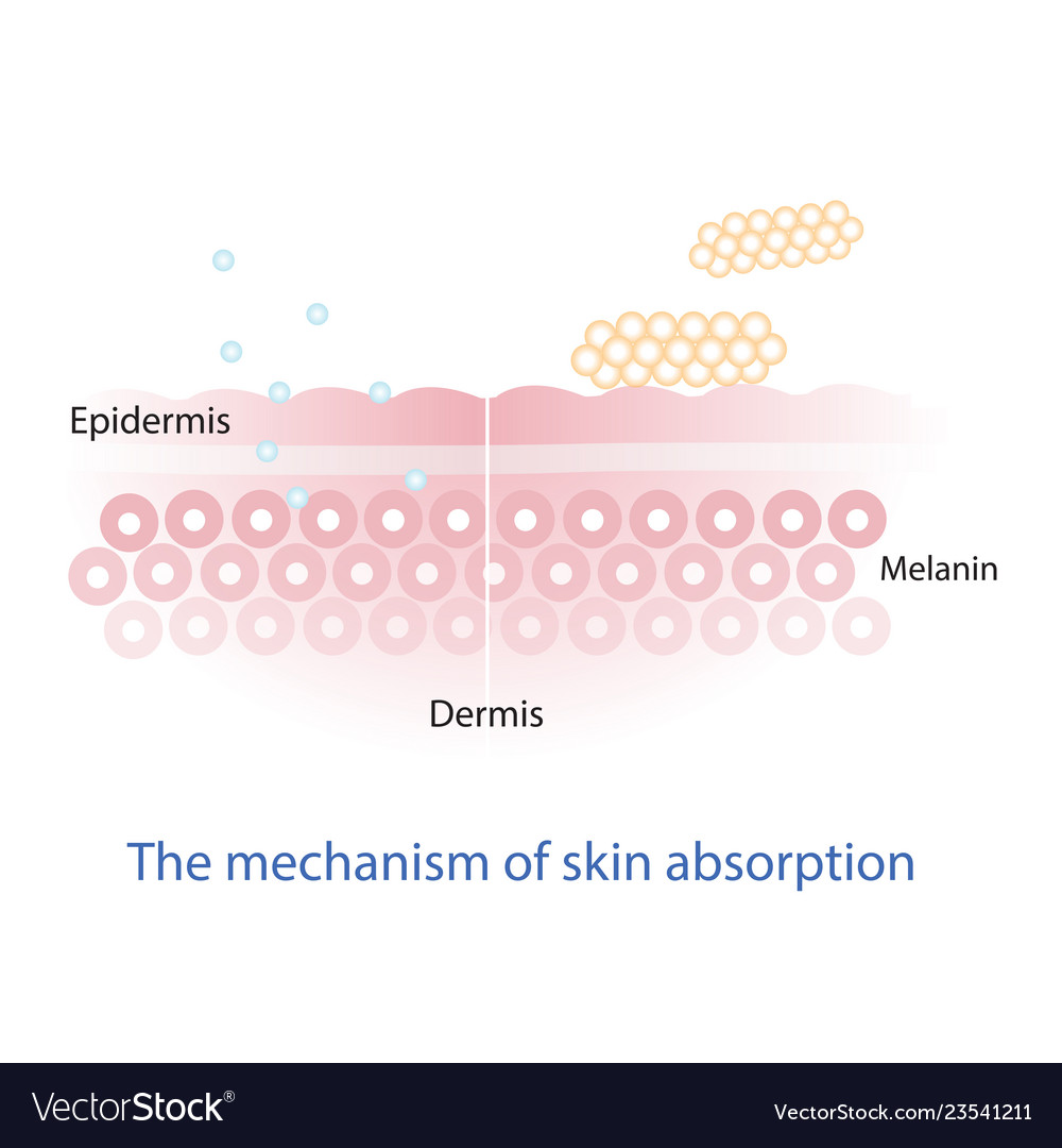 Mechanism of nutrient absorption through skin