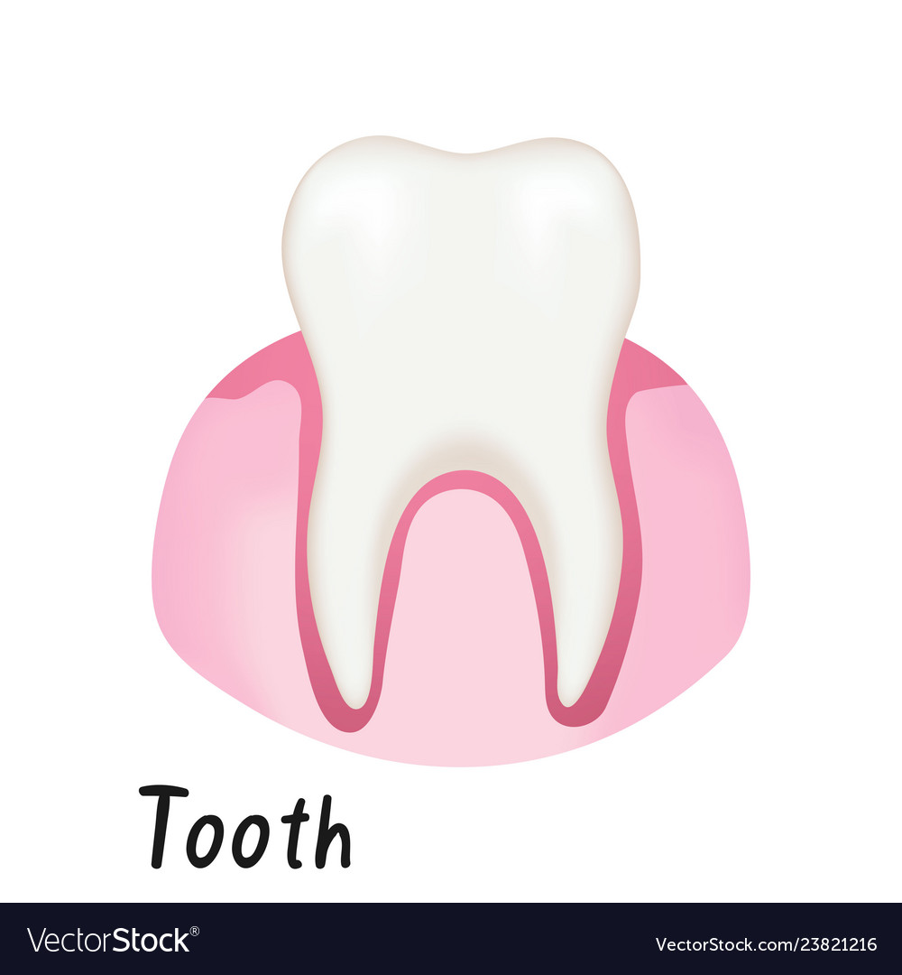 Healthy tooth in gum human anatomy Royalty Free Vector Image