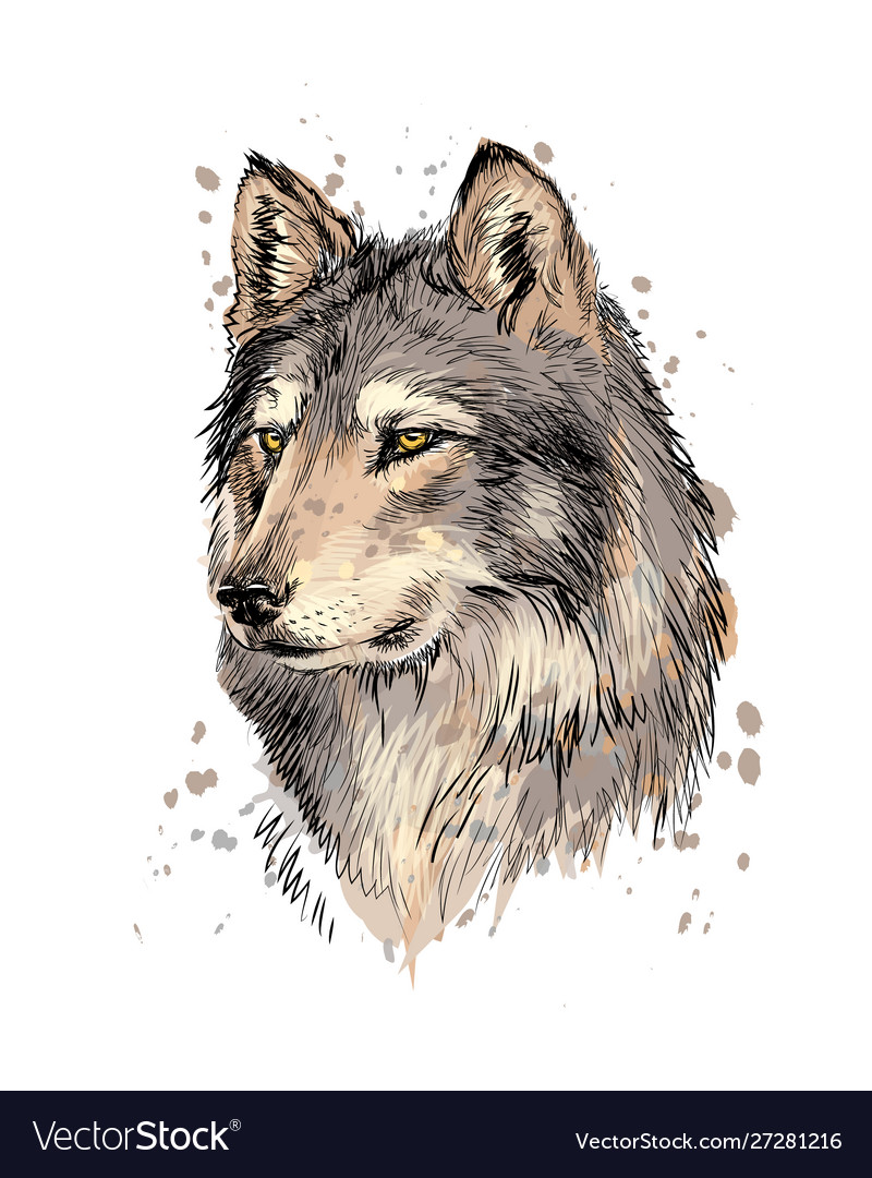 Portrait a wolf head from a splash Royalty Free Vector Image