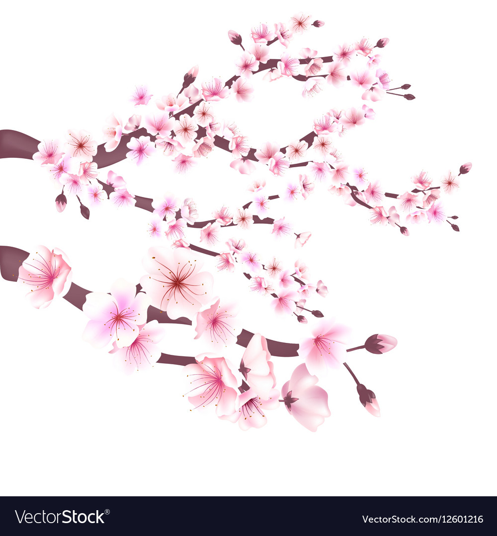 Realistic Sakura Japan Cherry Branch With Blooming