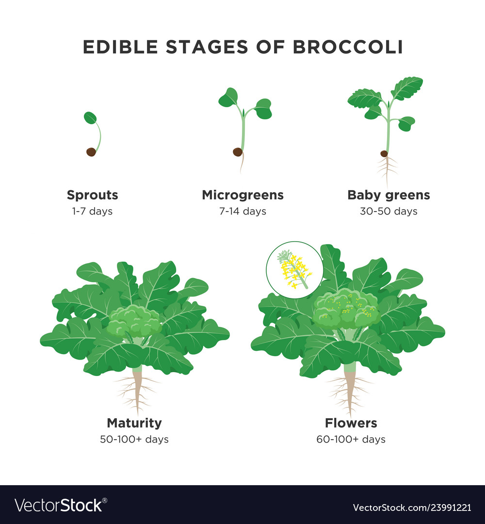 Edible Stages Broccoli Infographic Elements In Vector Image