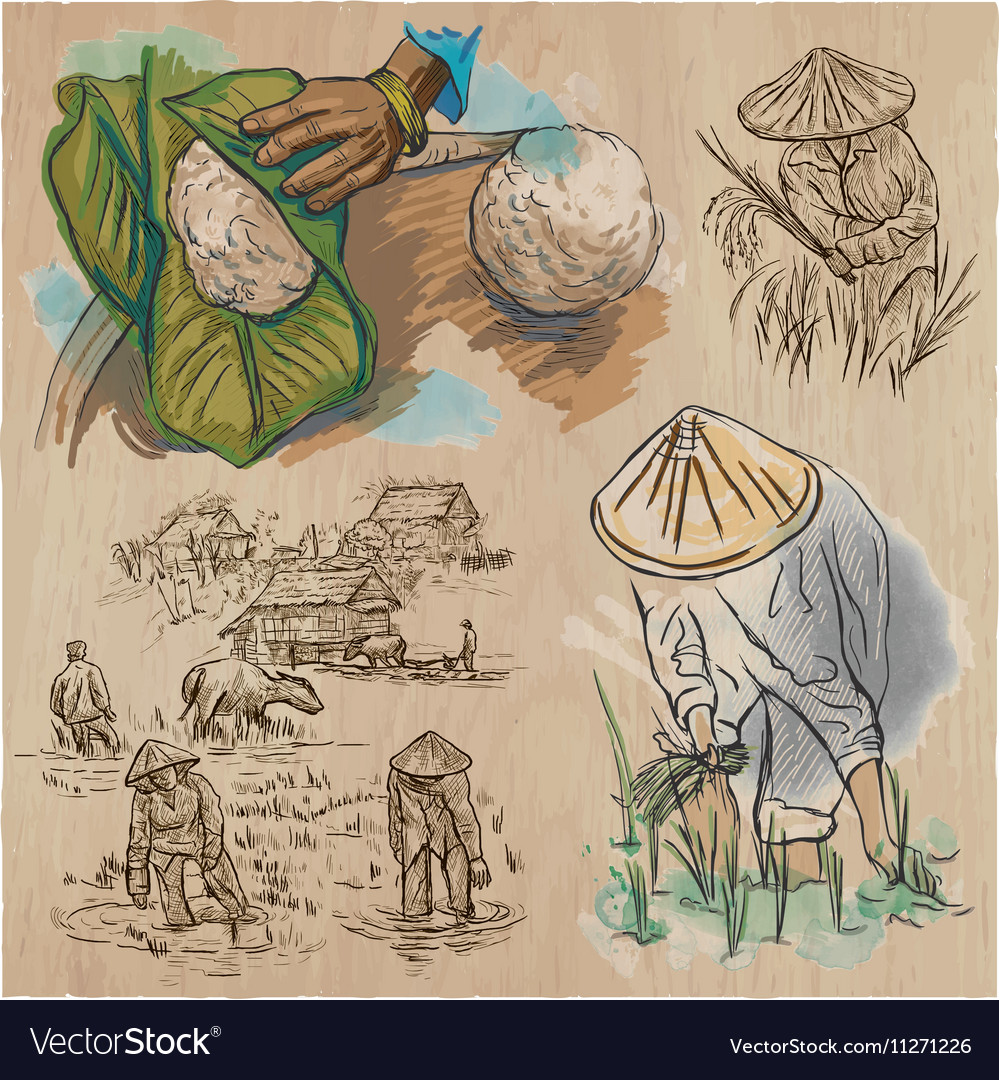 Rice crop agriculture an hand drawn set