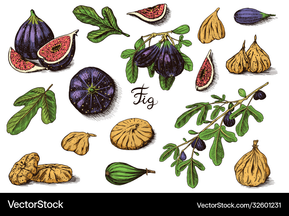 Fresh figs set detox spice dried fruit cut Vector Image
