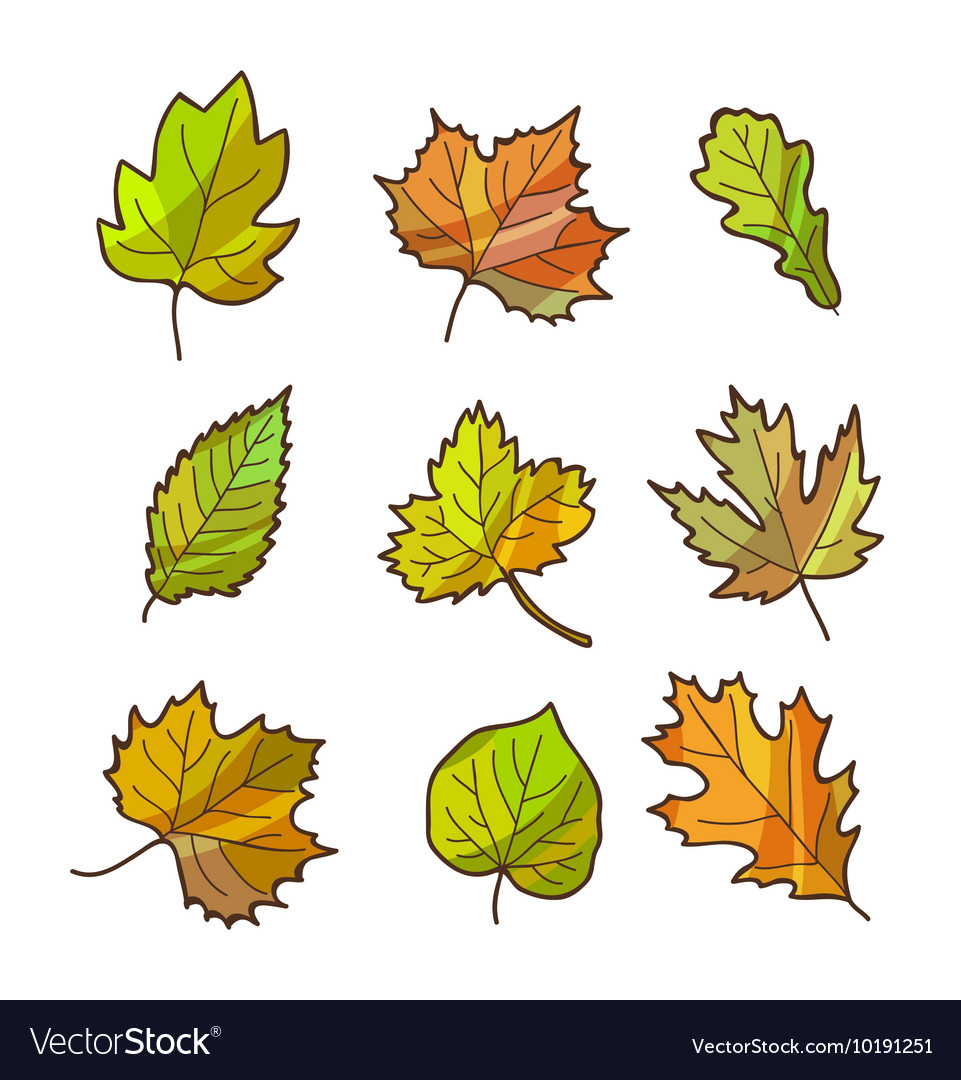 Autumn or fall leaves set isolated on white Vector Image