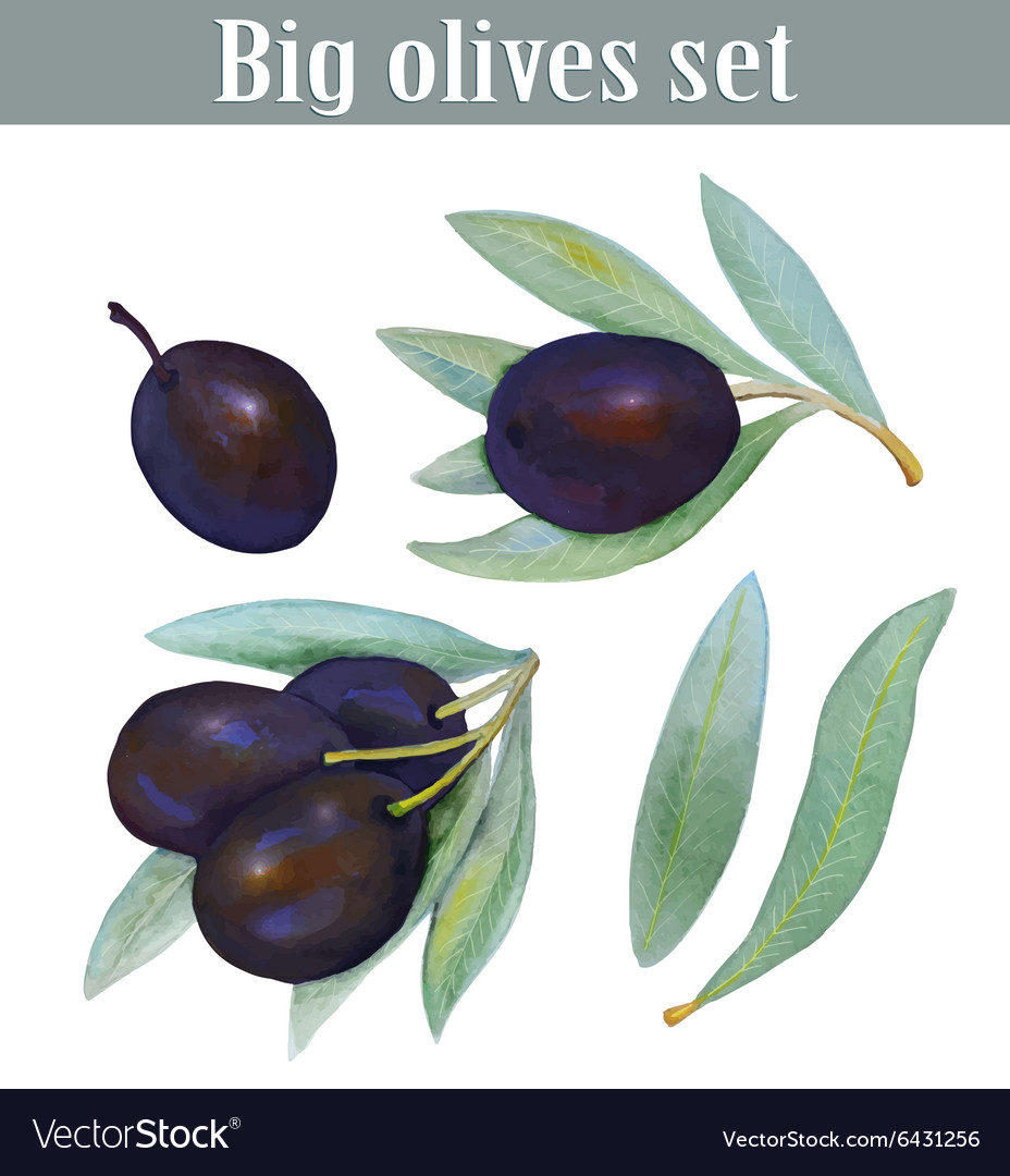 Set of olives Royalty Free Vector Image - VectorStock