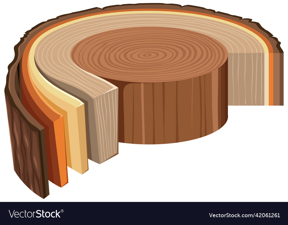 Anatomy of tree trunk