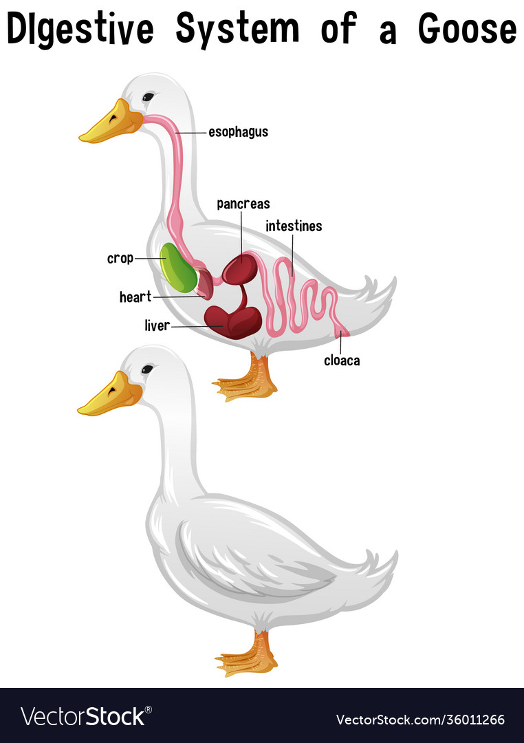 Canada goose 2025 bird anatomy