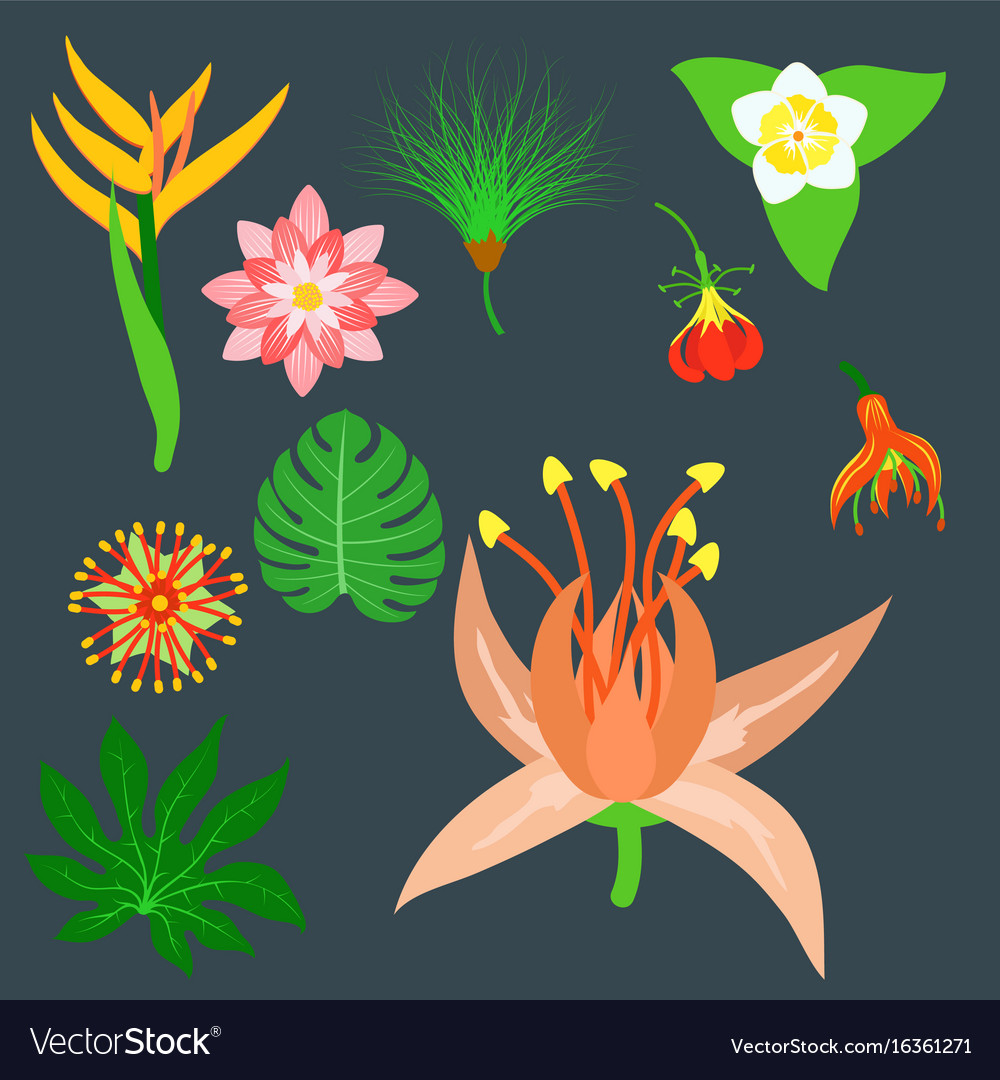 Beautiful tropical flower set design summer plants