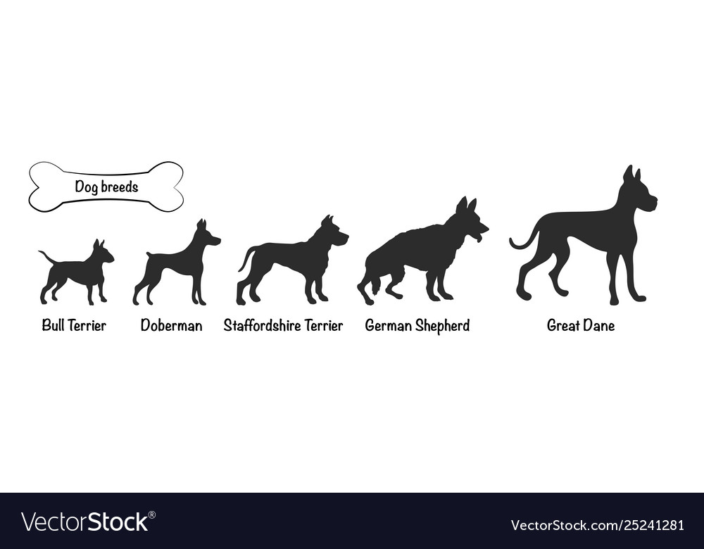 Dog breeds Royalty Free Vector Image - VectorStock