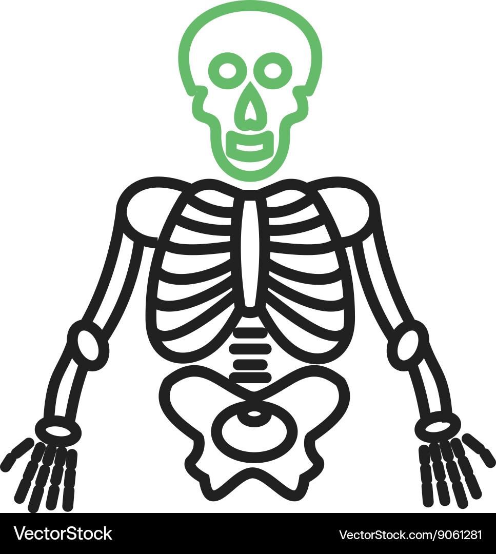 Human skeleton Royalty Free Vector Image - VectorStock