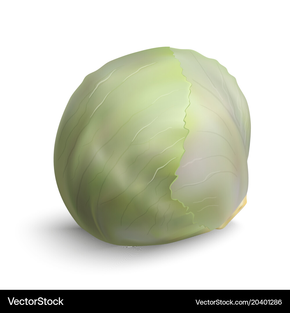 White cabbage isolated on background two Vector Image