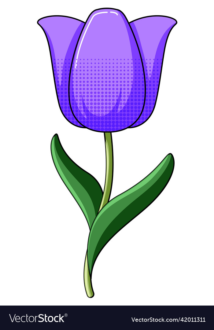 Purple tulip with leaves Royalty Free Vector Image