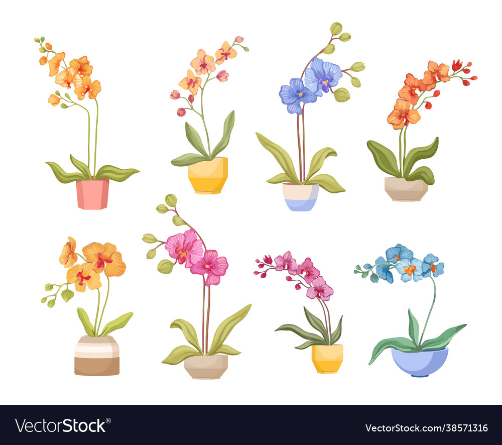 Set cartoon orchids in flowerpots isolated Vector Image Set cartoon orchids in flowerpots isolated Vector Image