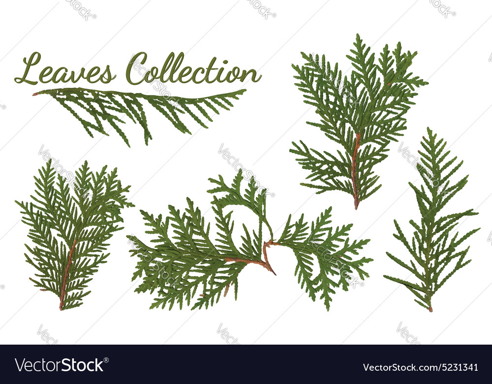 Leaves Collection Royalty Free Vector Image Vectorstock Leaves Collection Royalty Free Vector Image Vectorstock