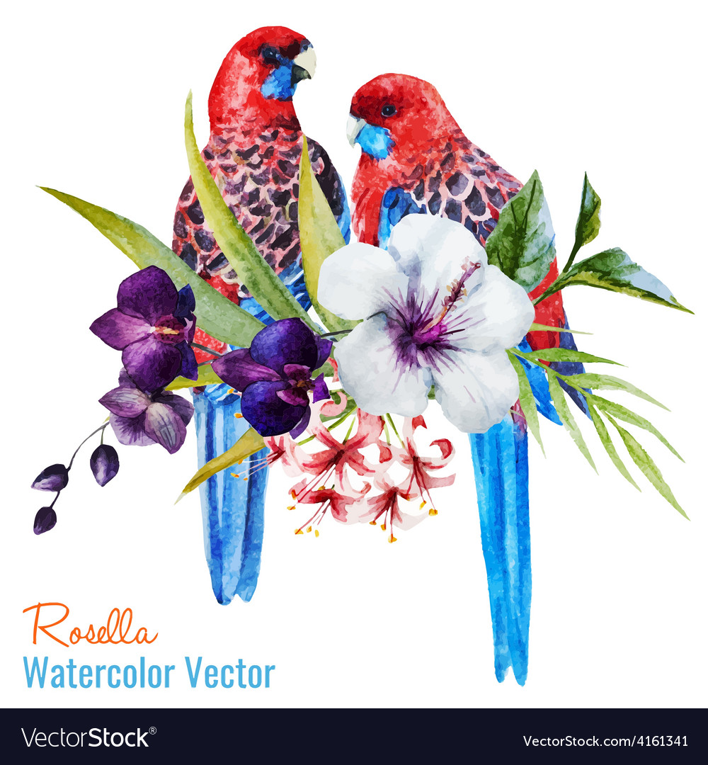 Nice birds Royalty Free Vector Image - VectorStock