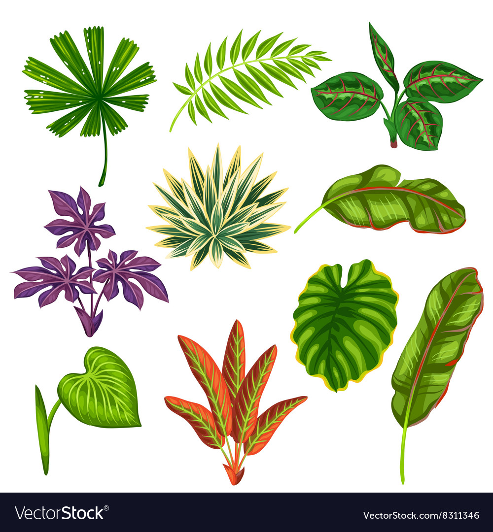 Set of stylized tropical plants and leaves Vector Image