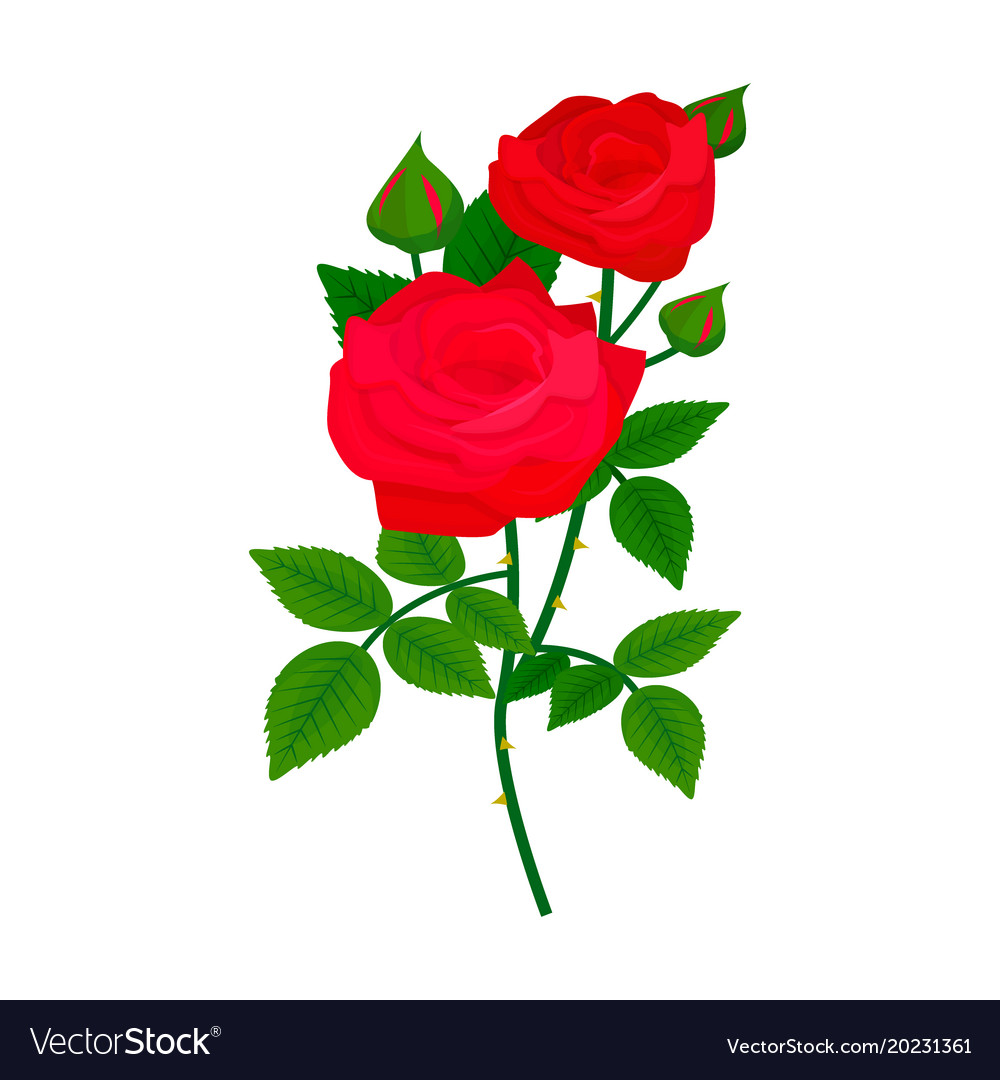 Red Rose Wallpaper 4K, Red flower, Black background, 8K