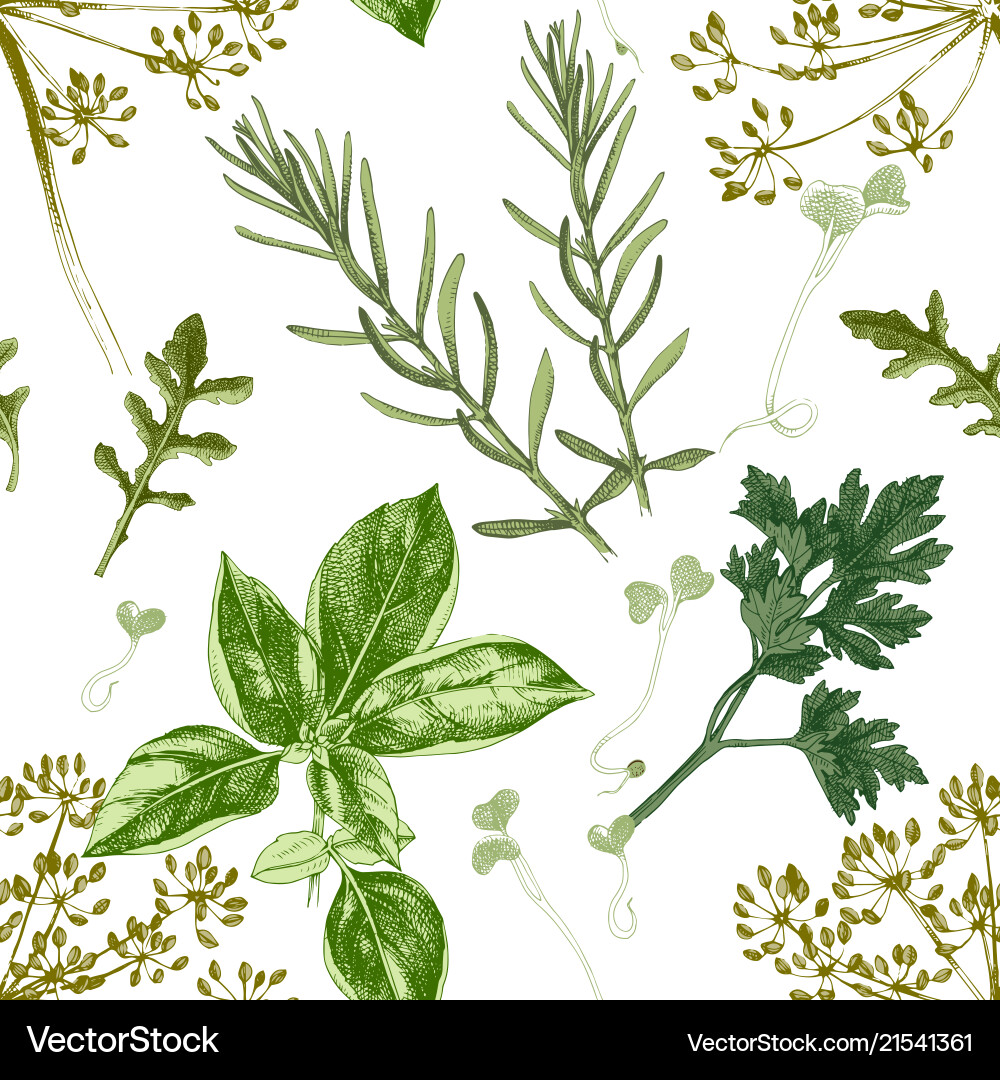 Seamless pattern with hand drawn herbs Royalty Free Vector