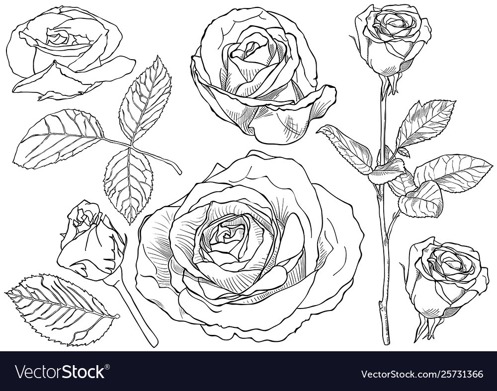 Black and white rose drawing set Royalty Free Vector Image