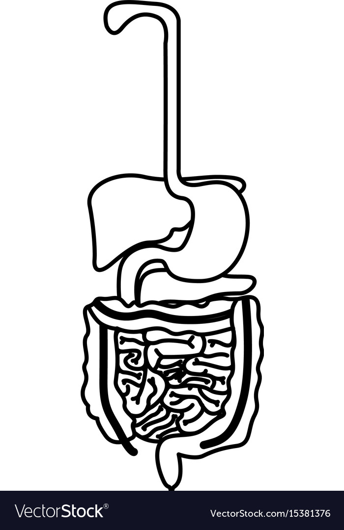 digestive system drawing