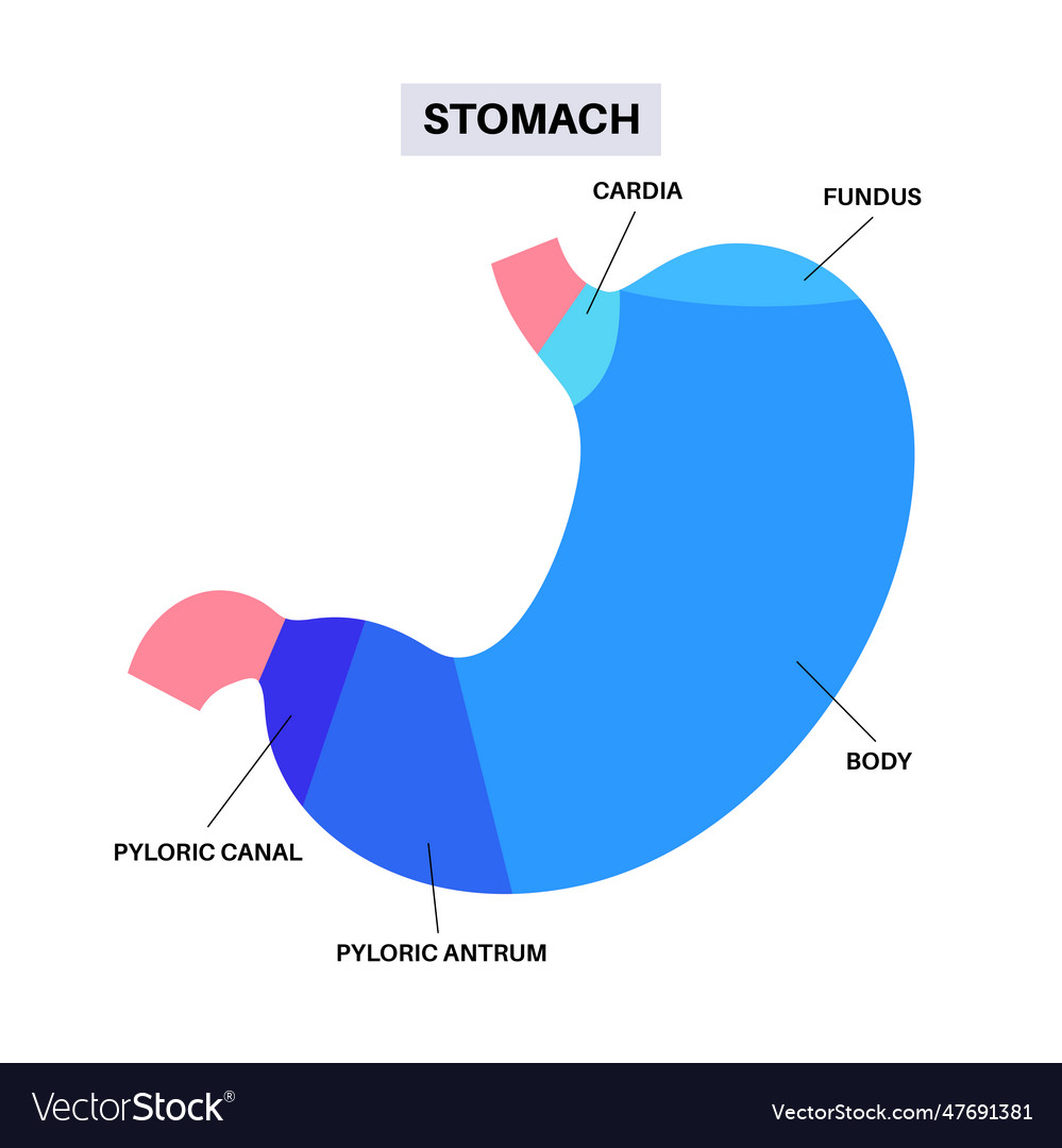 Stomach Sections Diagram Royalty Free Vector Image, 54% OFF