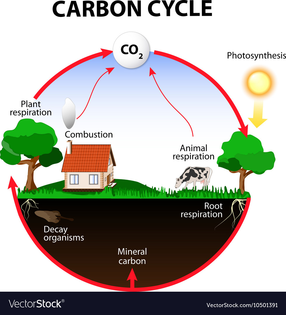 easy carbon cycle diagram