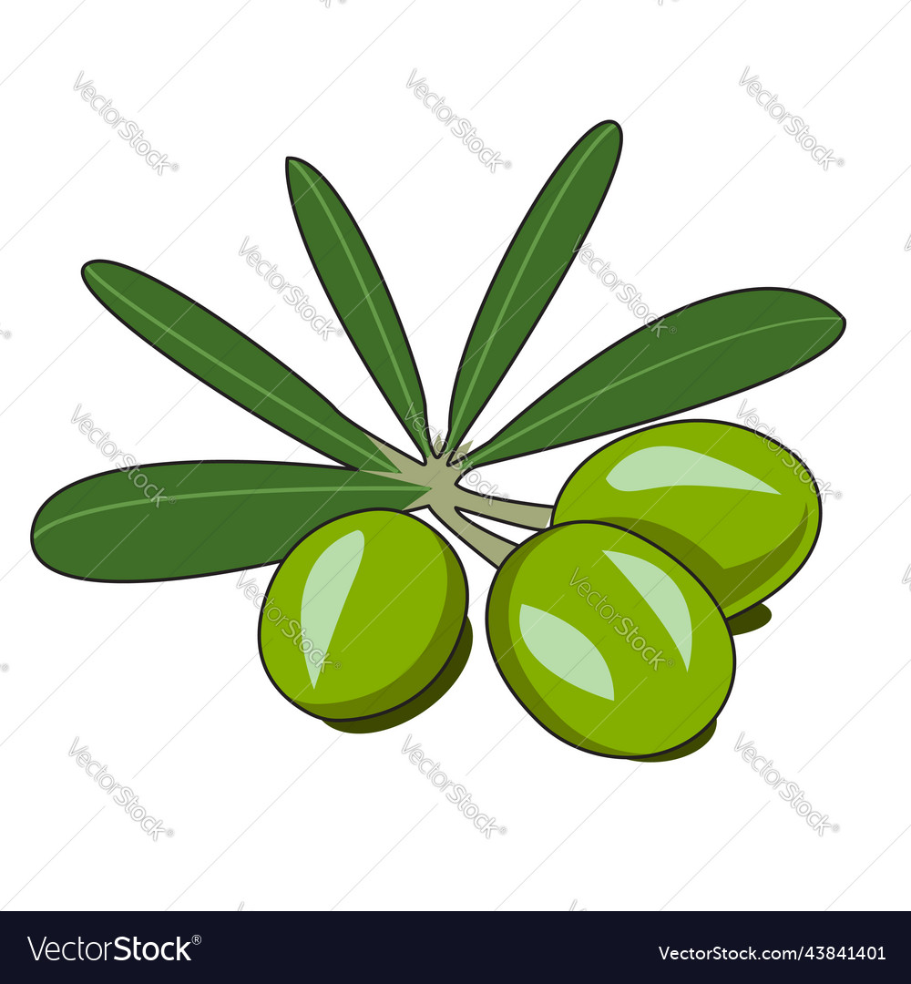 Green olive with leaves design Royalty Free Vector Image