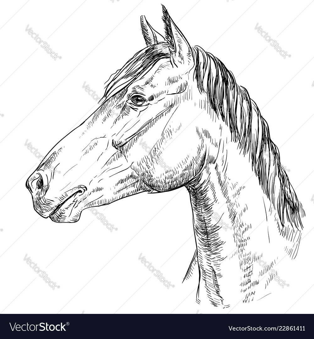 Horse portrait-16 Royalty Free Vector Image - VectorStock