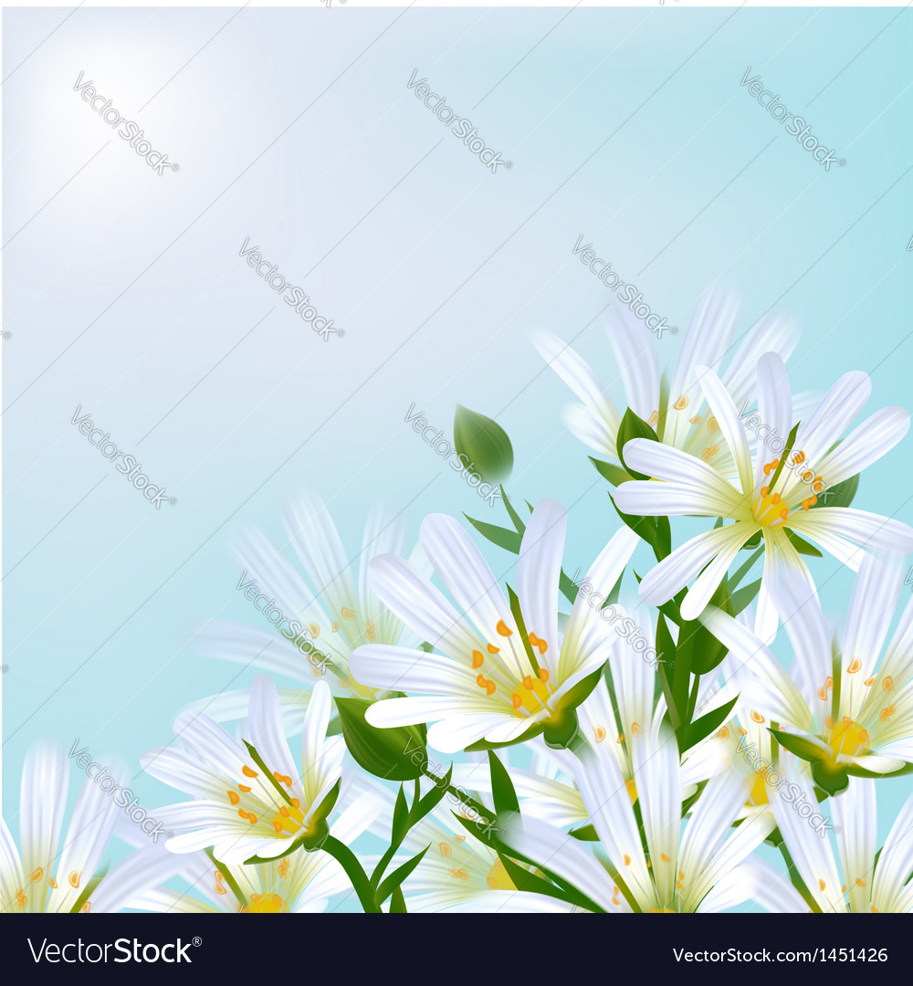 Floral background daisies Royalty Free Vector Image