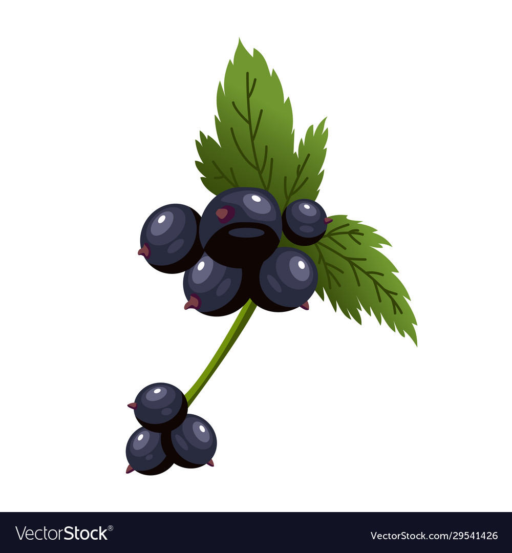 Hand Drawn Branch Black Currant Berries Royalty Free Vector