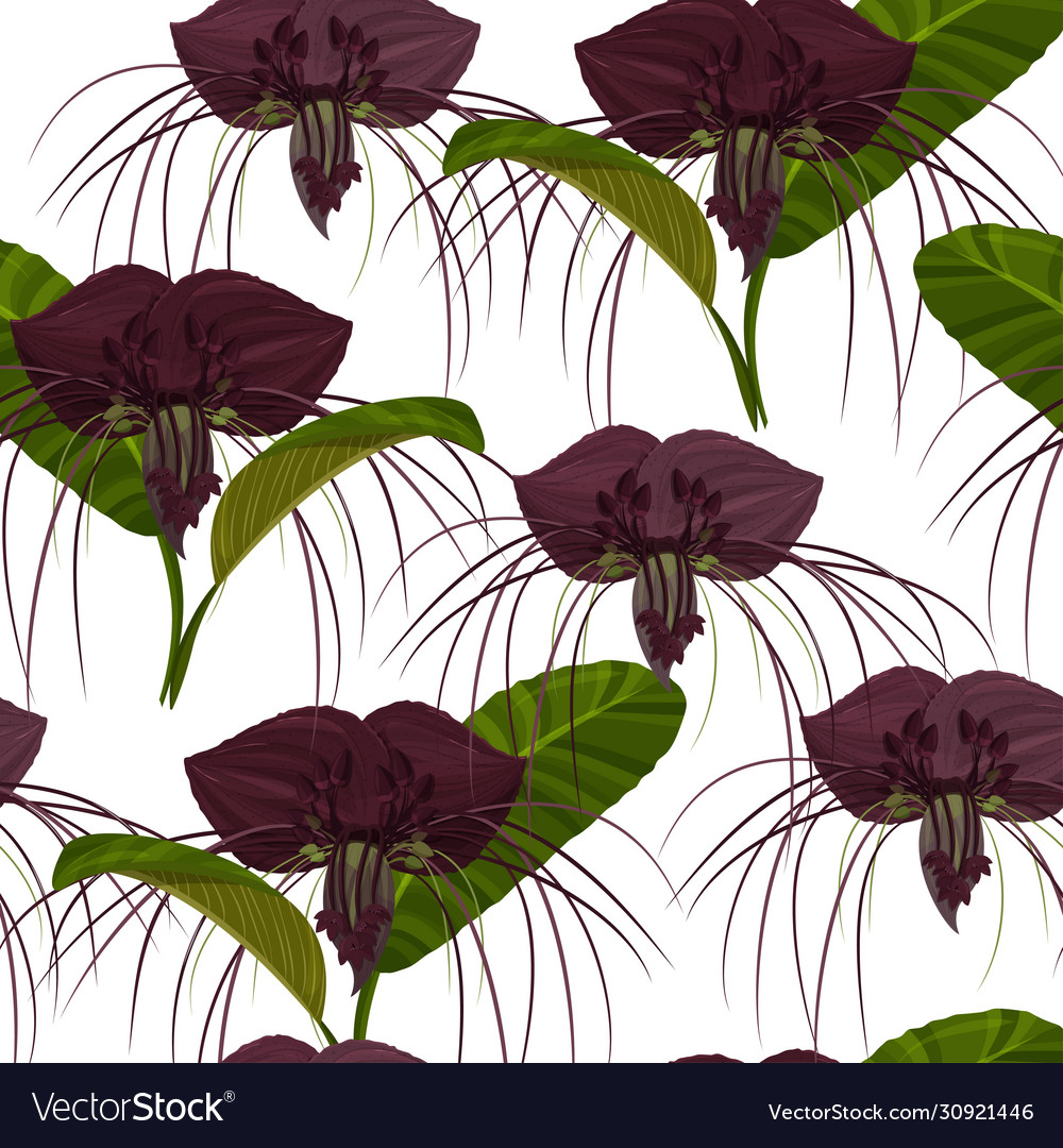 Dark purple tacca flowers background tropical