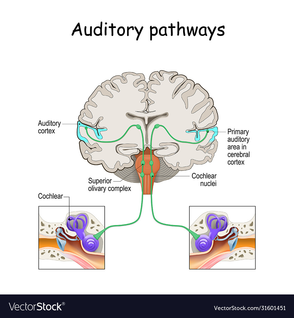 auditory-pathways-from-cochlea-in-ear-to-cortex-vector-image