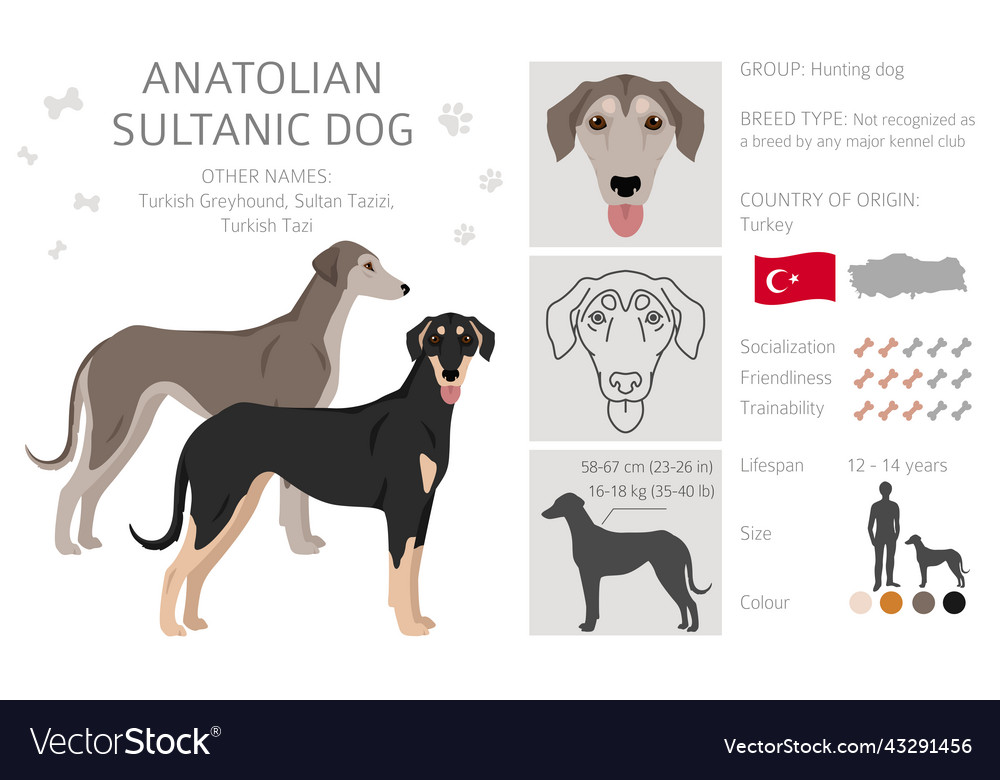 Anatolian sultanic dog turkish greyhound clipart Vector Image