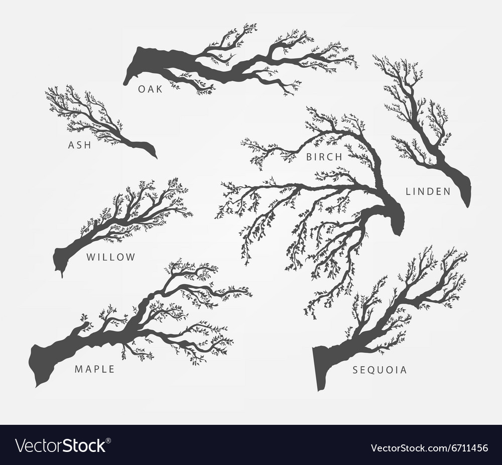 Set of branches twigs different trees Royalty Free Vector