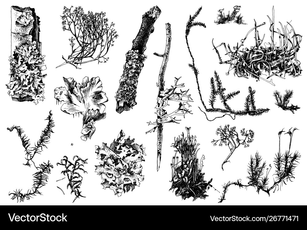 Hand drawn mosses and lichens Royalty Free Vector Image