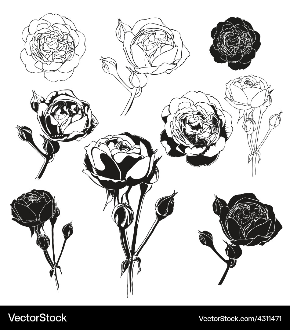 Rose Royalty Free Vector Image - VectorStock