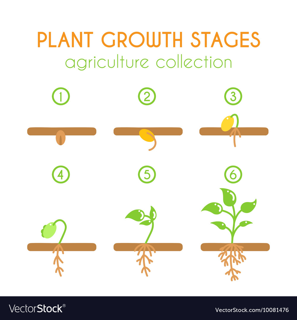 stages of plant growth diagram