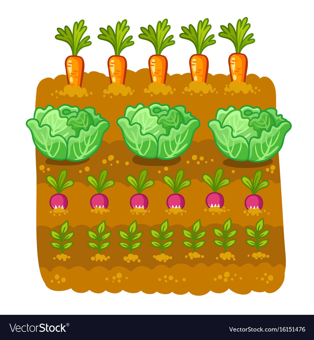 With cabbage and radish
